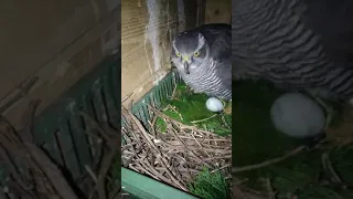 Goshawk second egg