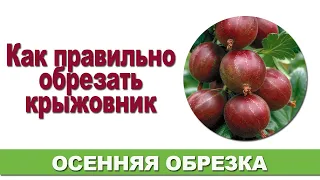 Осенняя обрезка крыжовника - залог долголетнего урожая.