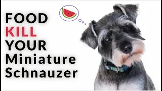 12 Foods Your Miniature Schnauzer Should Never Eat