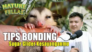 INI CARANYA!! Agar Sugar Glider Kamu Cepat "BONDING"