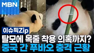 탈모에 목줄 착용 의혹까지? 중국 간 푸바오 충격 근황 | 이슈픽 zip