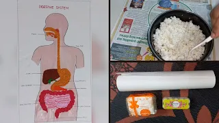 Human Digestive System Diagram Drawing | Easy Science School Project | DIY Tissue Paper Craft Ideas