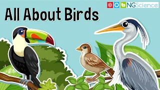 All About Birds