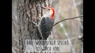 Some Rare Species of Woodpeckers and How to Identify Them