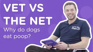 Why Do Dogs Eat Poop? - Vet Vs The Net