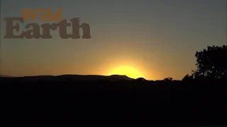 WildEarth - Sunrise - 19 February 2021