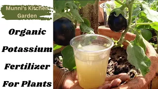 Homemade Potassium Fertilizer For Plants || How To Make Potassium Water For Plants