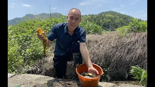 奶奶干活发现水沟有鱼，放干水后，收获满满一桶，奶奶果真没骗人