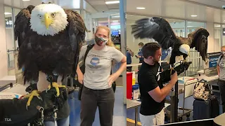 WATCH: Bald eagle goes through the TSA line at Charlotte airport #shorts