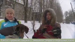 ВСЕ ПОРОДЫ ХОРОШИ?! ВЫПУСК 1. ТАКСА