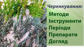 Як розмножити хвойні. Все про зимове живцювання: терміни, способи, препарати, секрети від агронома