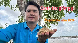 Canh tác giống lúa gì ở vụ hè thu năm 2024 để được thành công @DuongTran-uw9zz