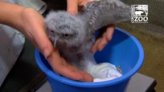 3 Week Old Eastern Screech Owlets - Cincinnati Zoo