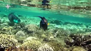 Подводный мир Красного моря (The underwater world of Red sea)