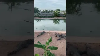 Feeding a duck in to the pool full of crocodiles