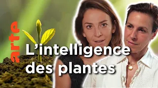 Les plantes sont-elles des animaux comme les autres ? | Les idées larges