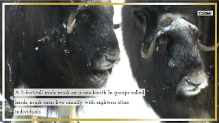 Fact About The Musk Oxen - Muskox