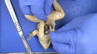 Frog Dissection.wmv