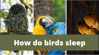 How birds sleep || how do birds sleep || How birds sleep at night || how long do birds sleep