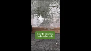 How to process babies breath for flower arrangements