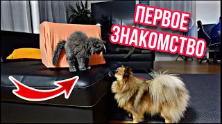 ВЛОГ / КУПИЛИ КОТЁНКА МЕЙН КУН / 😱 РЕАКЦИЯ СОБАКИ НА КОШКУ