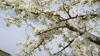 Prunus domestica,plum flowers,lulet e kumbullës(3)