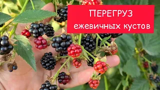 Перегруз ежевичных кустов и качество ягоды