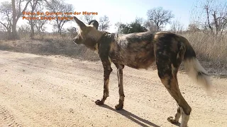 African Wild Dogs on the run in Kruger National Park