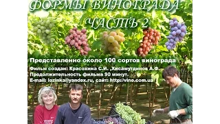 Сорта и гибридные формы винограда часть 2, 2008 год, эпизод 1 Красохина СИ