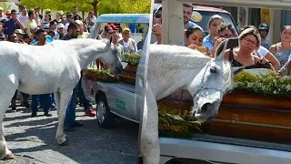 Конь плачет на похоронах своего лучшего друга…Это так трогательно. Посмотрите!
