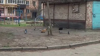 Голуби воруют пищу в Кривом Роге у уличных котов