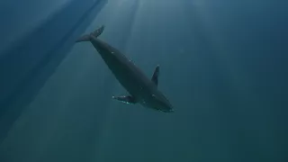 Whale Animation Test