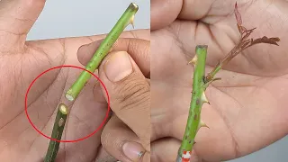 Simple Rose Grafting Technique/Rose Grafting/New method of grafting roses | How to graft roses