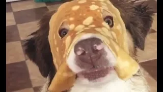 Pancake Dog