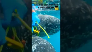 Rescue Sea turtle from Death | #short