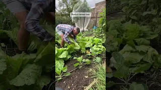 Cabbage harvest #gardening #vegetablegardening #growyourownfood #garden #vegetablegarden #vegetable