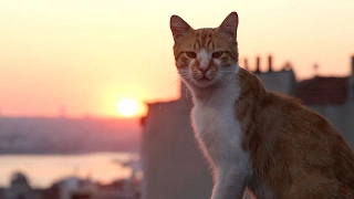 'Kedi' movie review by Kenneth Turan