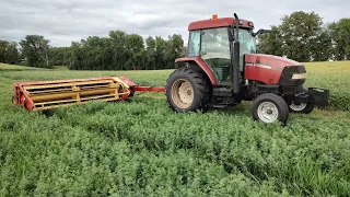 Making 4th crop alfalfa