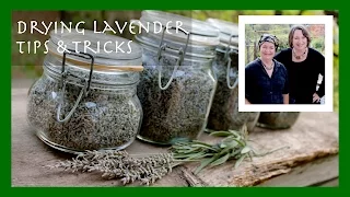 How to Dry Lavender Tip (Plus the most interesting use for dried lavender)