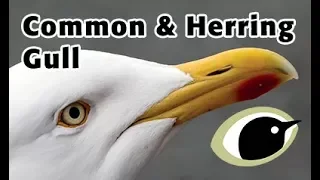 BTO Bird ID - Common & Herring Gull