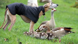 Egyptian Goose Family & Dog