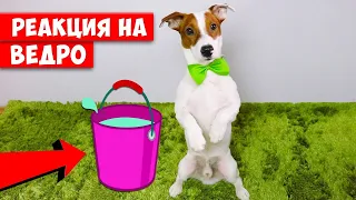 Реакция собаки на ведро с водой 🐾 ЛОКИ БОБО влог 034 серия