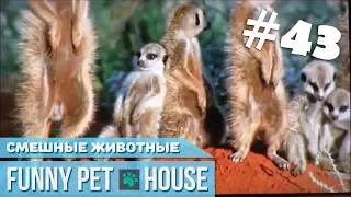 СМЕШНЫЕ ЖИВОТНЫЕ И ПИТОМЦЫ #43 МАРТ 2019 [Funny Pet House] Смешные животные