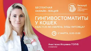 Гингивостоматиты у кошек