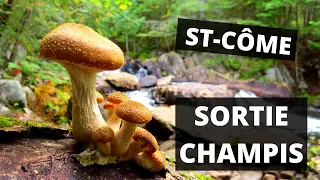 Cueillette et identification de champignons du Québec - Sortie champis à St-Côme - 15/09/2020