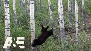 Nature Gone Wild: Bear & Food (S1) | A&E