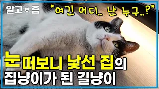 앞 집 살던 고양이가 버려진 후... 우연히 만나 인연을 맺게 된 새집사! 완전한 가족이 될 수 있을까?┃고양이를 부탁해┃알고e즘