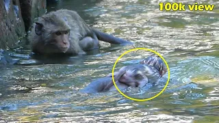 OMG !! Youngest mother JULINA monkey bring her baby to drowne in deeply water!