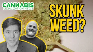 Why Cannabis Smells Like a Skunk - What causes the skunk smell in marijuana