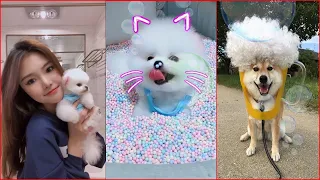 Tik Tok Chó Phốc Sóc Mini 😍 Funny and Cute Pomeranian #143